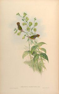 Adelomyia floriceps = Anthocephala floriceps door John Gould